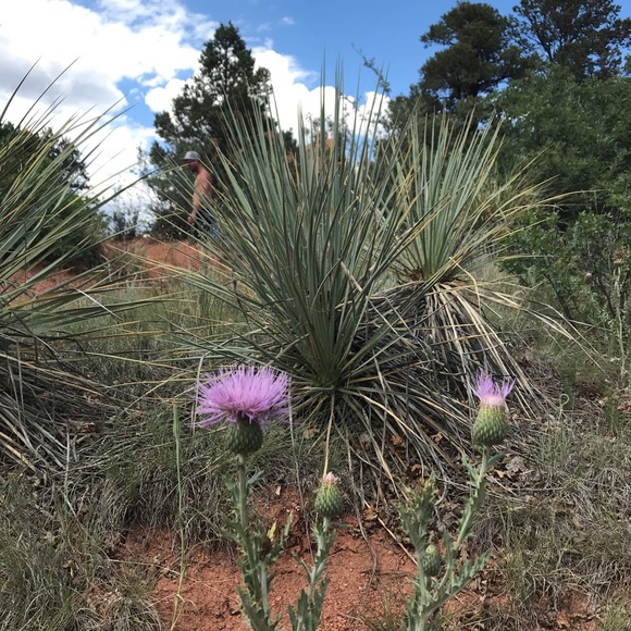 Meet your Posher, Lauren - Picture 1 of 1